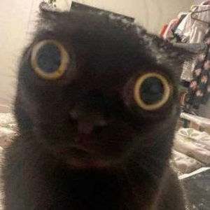 Meet your Posher, Cesar